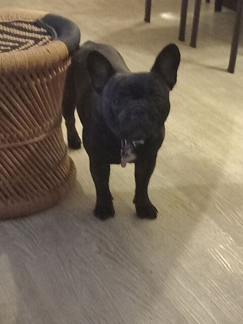 Futurs bouledogue fran&ccedil;ais &agrave; reserver 1250 40100 Dax