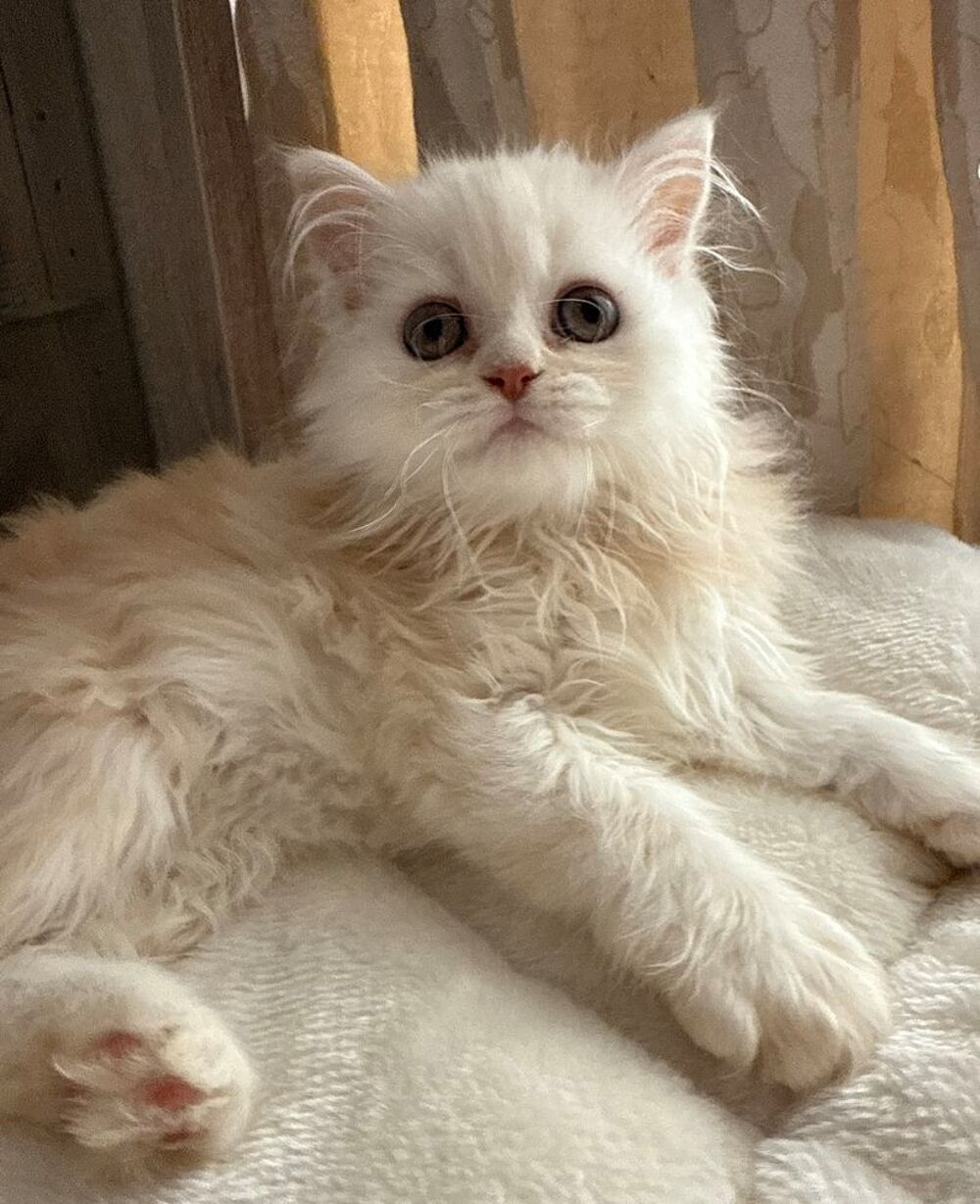   Chatons persans disponible de suite
2 mles et 1 femelle 