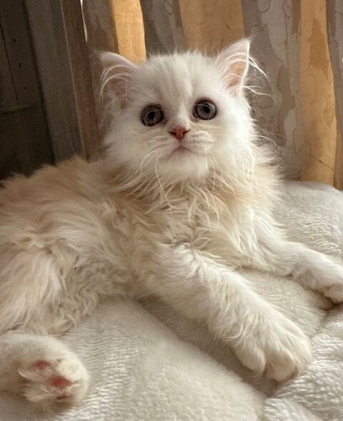 Chatons persans disponible de suite
2 mâles et 1 femelle 650 93200 Saint-denis