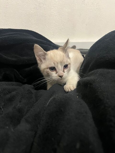 Chaton 0 83500 La seyne-sur-mer