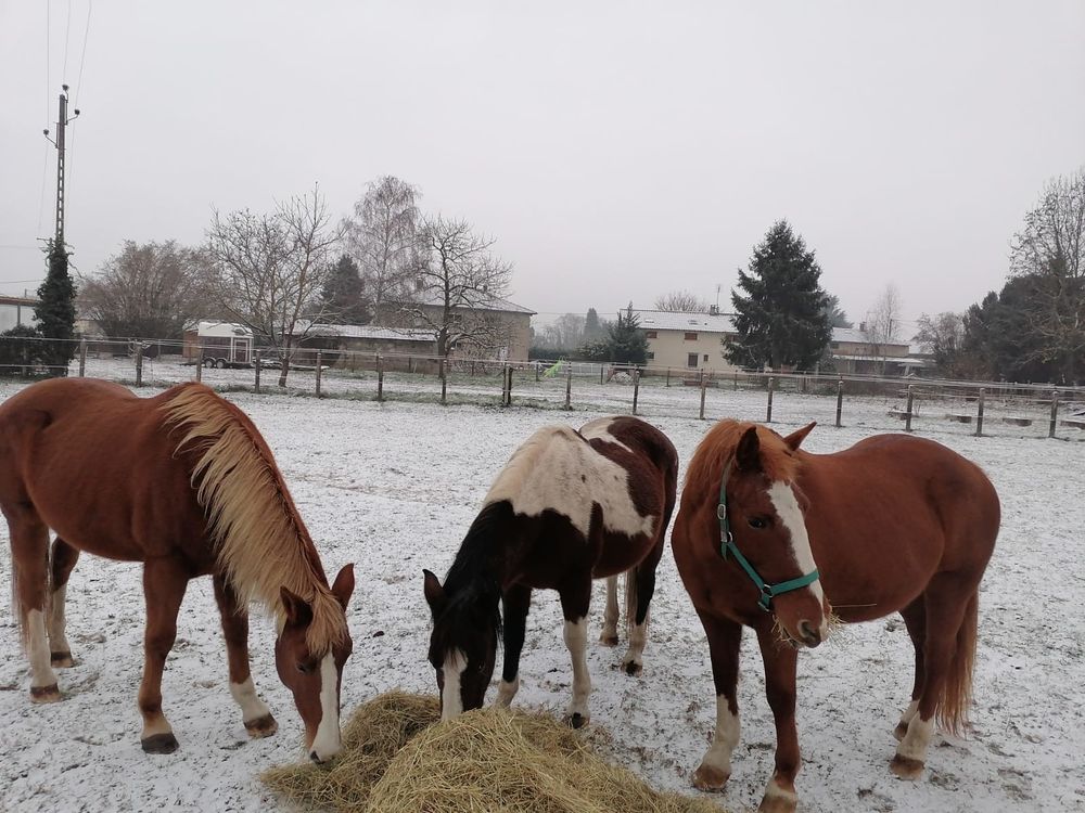   prs pour chevaux 