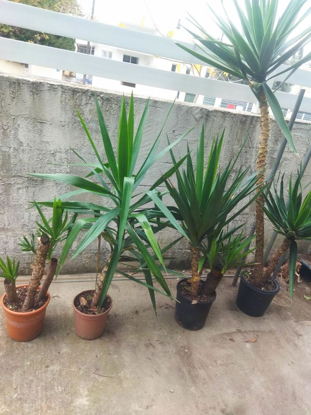 Yucca en pot Jardin