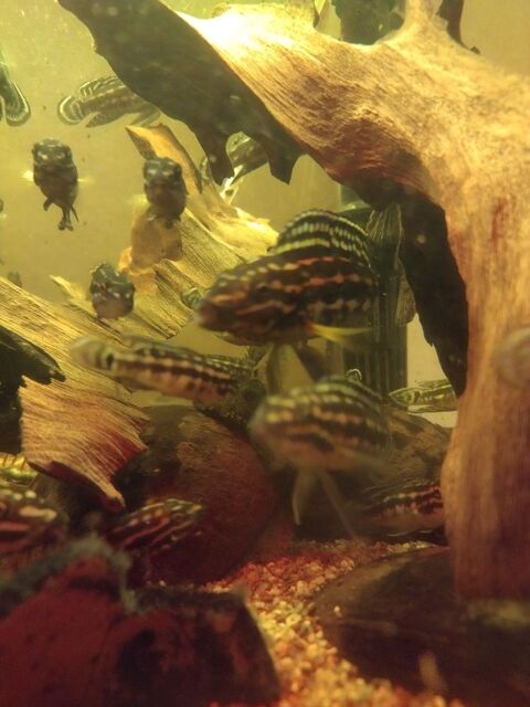cichlidees
Croisement julidochromis et regani 1 78990 lancourt