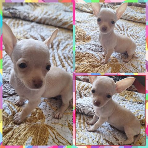 Adorable chiot Chihuahua &agrave; placer 750 94200 Ivry-sur-seine