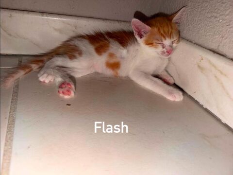 Chat FLASH &agrave; l adoption 120 07340 Félines