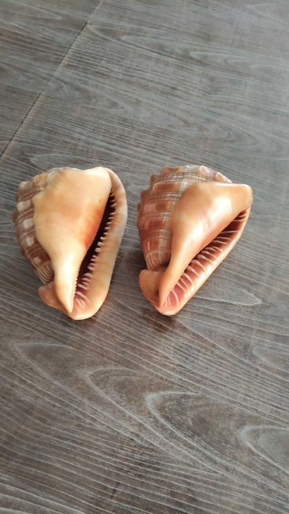 cypraea 
