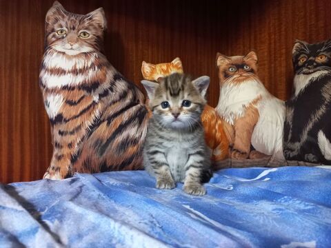 CHATON-CHAT 0 93370 Montfermeil