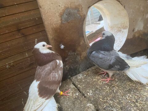 PIGEONS  PAONS et TOURTERELLES
10 94800 Villejuif