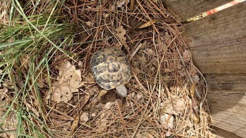 tortues de terre &agrave; c&eacute;der 40 13114 Puyloubier