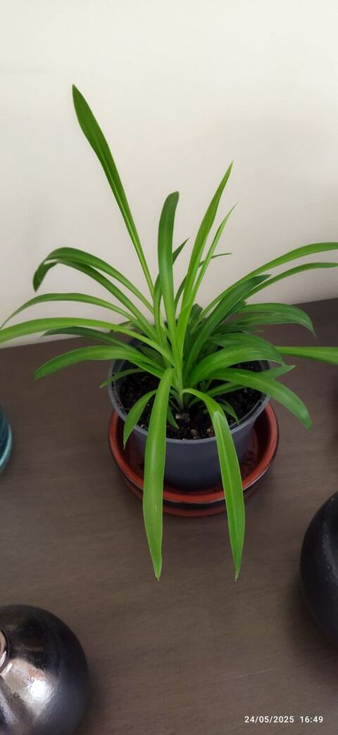 PLANTES VERTES D'INTERIEUR 1 Elbeuf (76)