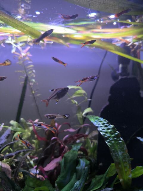 Guppy endler 1 76690 Yquebeuf