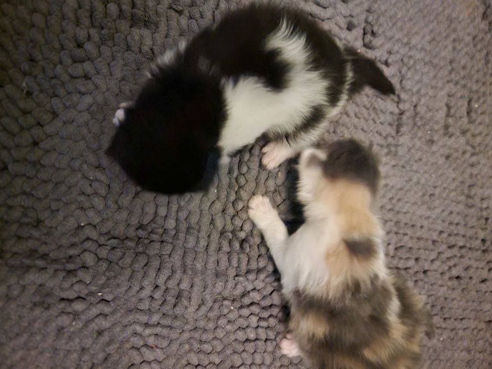   Chatons à réserver 