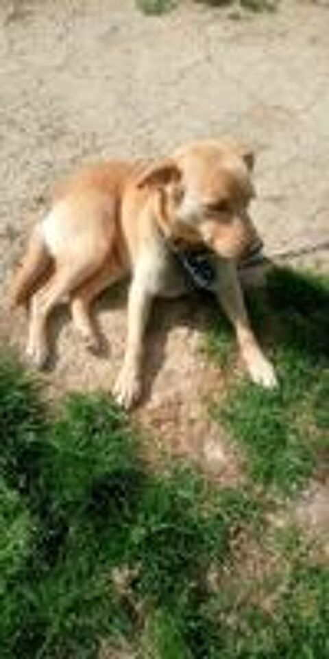   Donne contre Bon soin ma chienne  