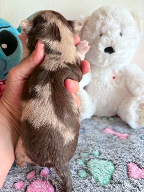 Chiot chihuahua poil long 850 60400 Noyon