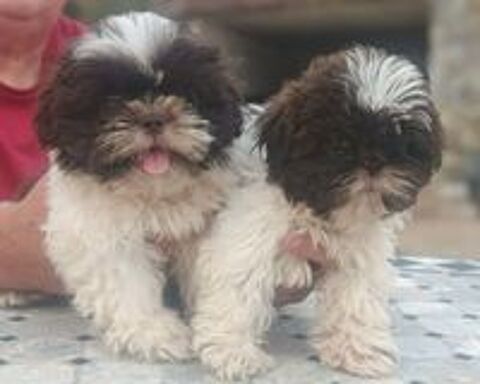   Shih tzu 
