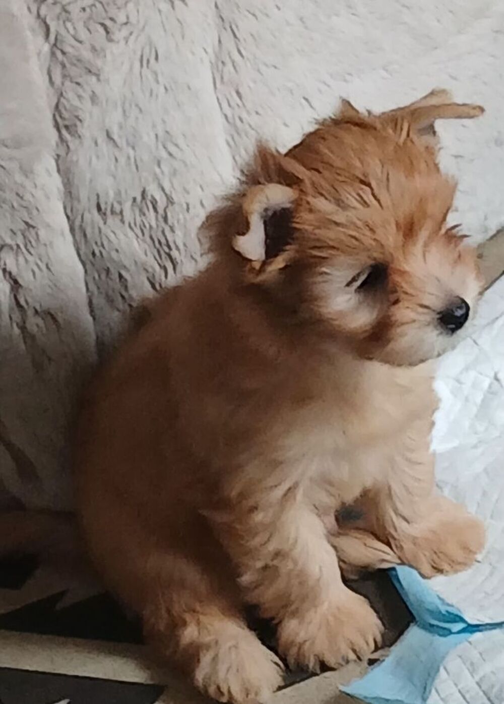   Chiot yorkshire exotique  