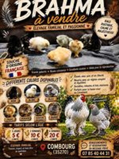   poule brahma 