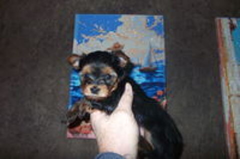   magnifique chiots yorkshire terrier 