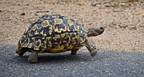   Recherche, tortue, léopard et grecque 