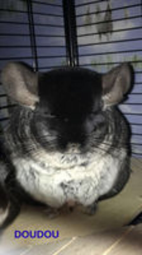   Don Chinchillas 