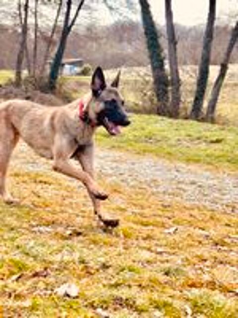  Donne femelle malinois 