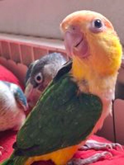   CAIQUE A VENTRE BLANC  