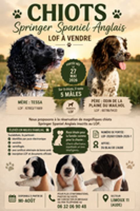   Chiots English Springer Spaniel  