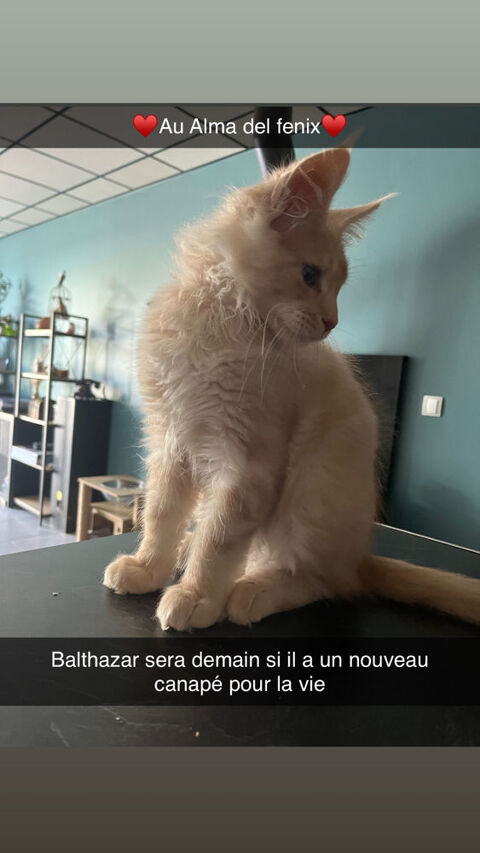 Chaton Maine coon loof 1190 38490 Les abrets en dauphiné