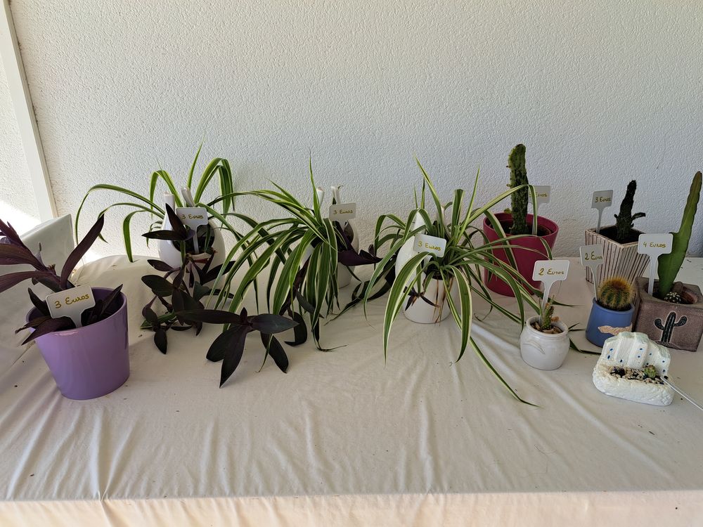 Plantes avec cache pots diff&eacute;rents petits prix Jardin
