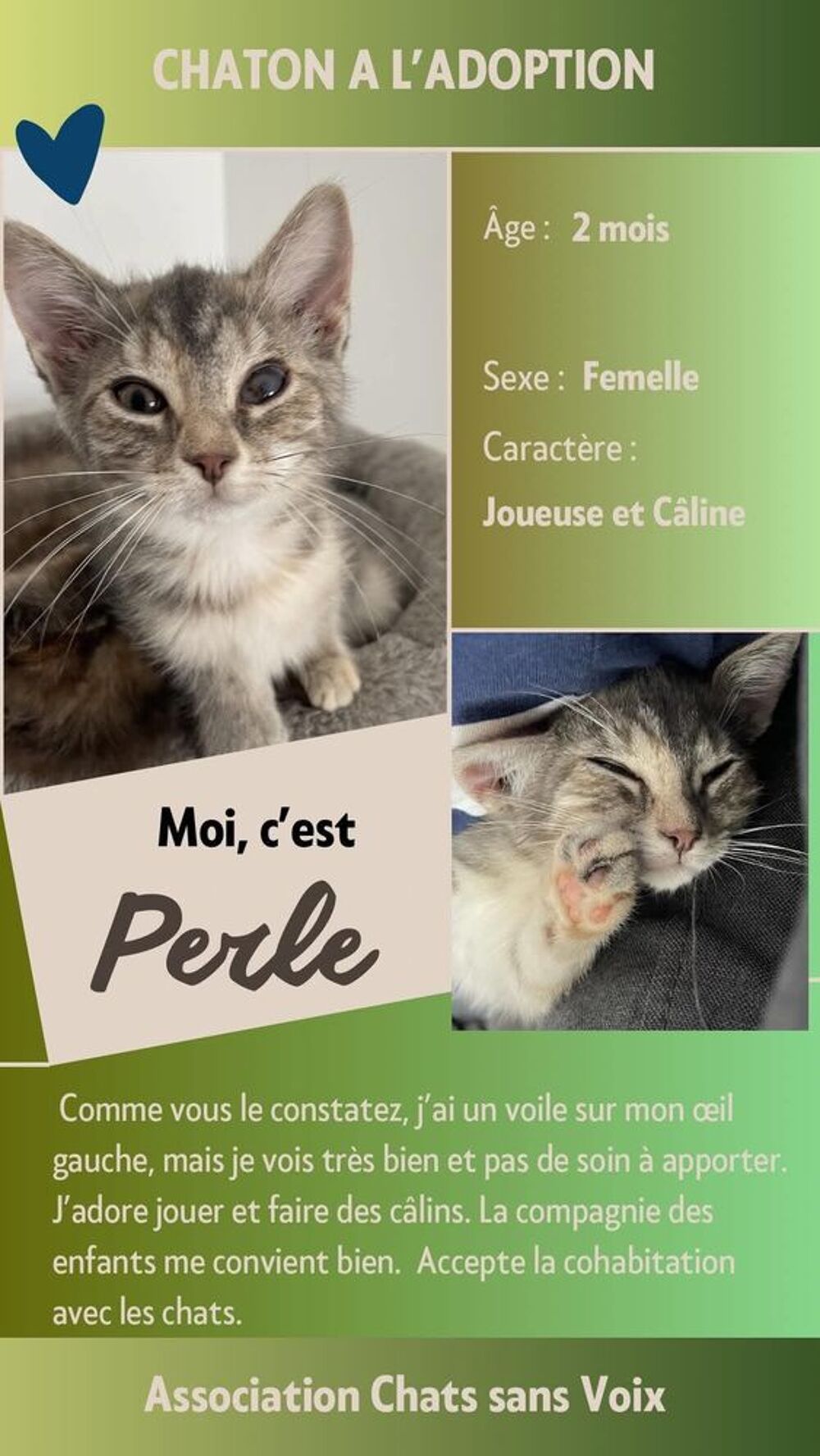   À l'adoption : Perle, adorable chaton femelle de 2 mois (Association) 