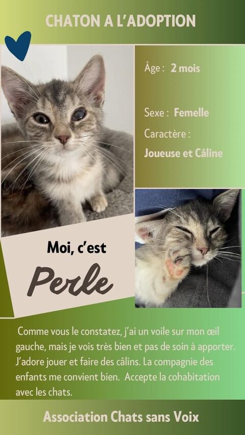 &Agrave; l'adoption : Perle, adorable chaton femelle de 2 mois (Association) 80 62149 Annequin