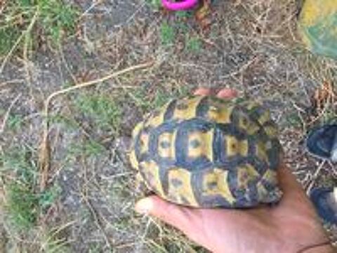   Tortue grecque femelle  