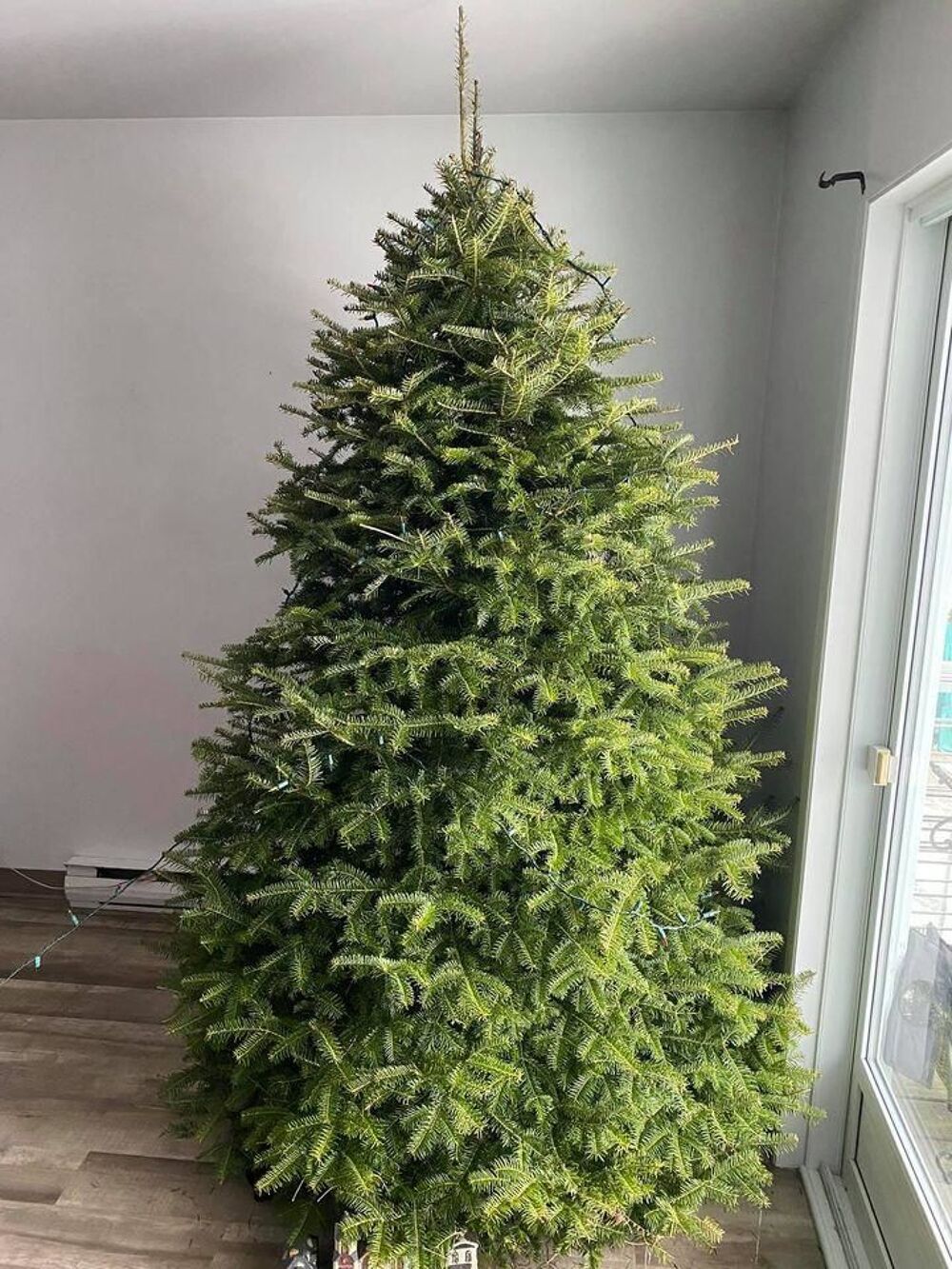Sapin de no&euml;l naturel Jardin
