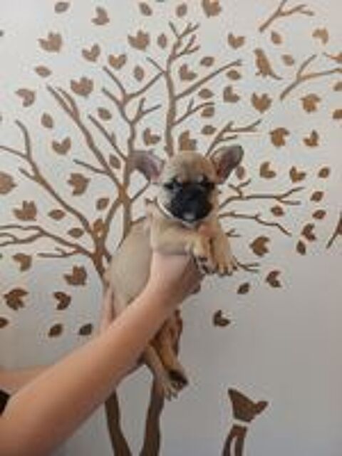   Chiots bouledogue français  