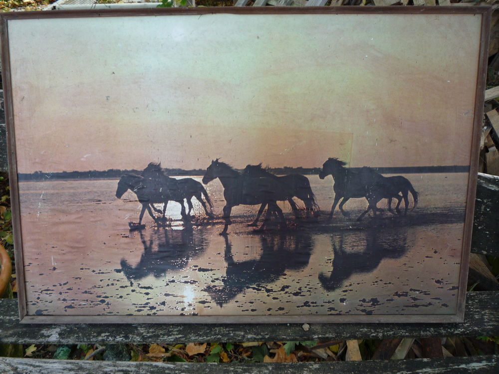 Poster chevaux Camargue Dcoration