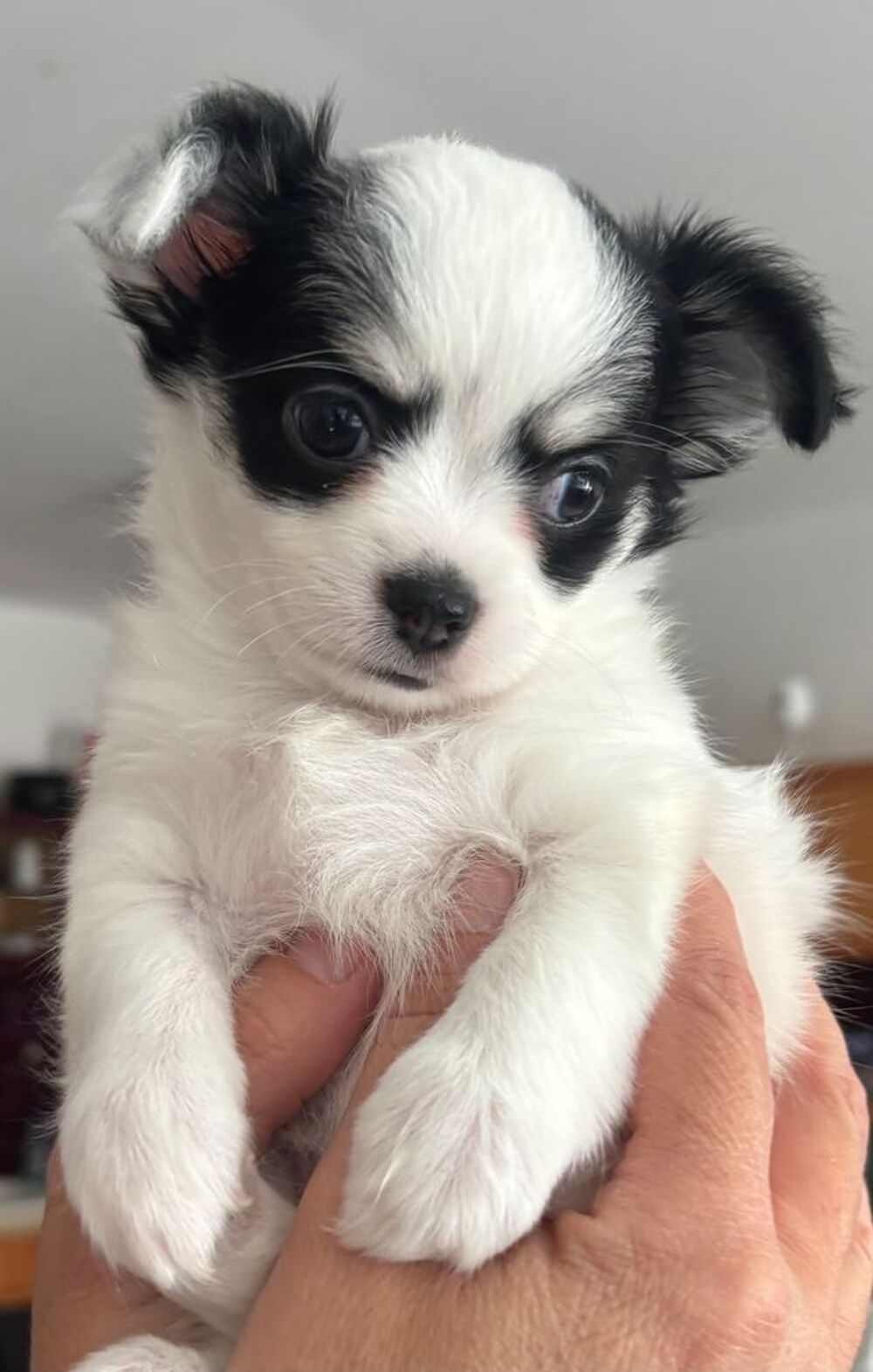   Chiots chihuahua poil long 