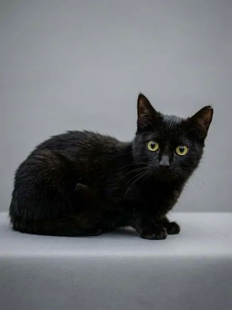 Arya chatonne 2 mois 1/2 cherche famille 140 11000 Carcassonne