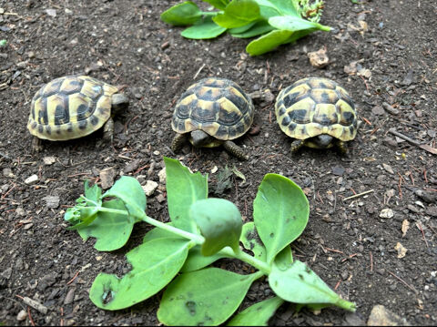 Jeunes Testudo 90 91650 Breuillet