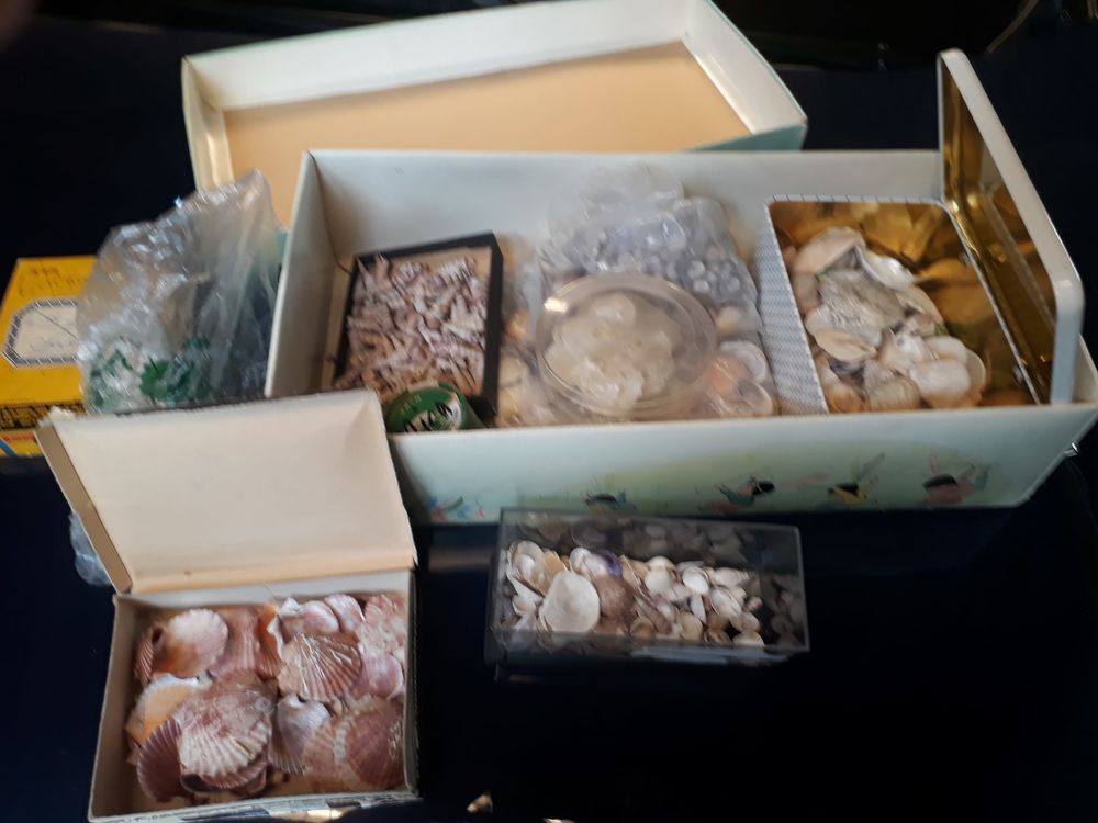 Lot de coquillages de l'Oc&eacute;an Atlantique tri&eacute; par formes Décoration