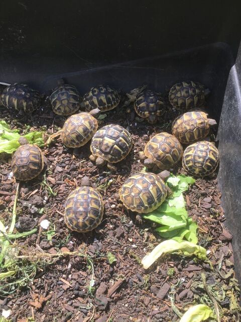 Mes petites choupinette (ILE DE France). 80 91800 Brunoy