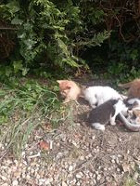   Chatons  