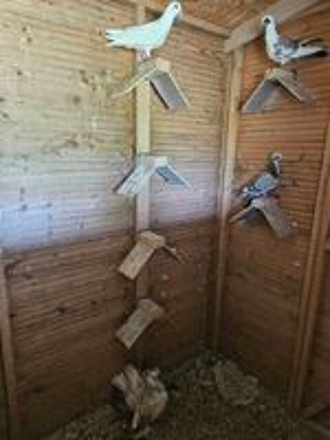   Pigeons voyageurs  