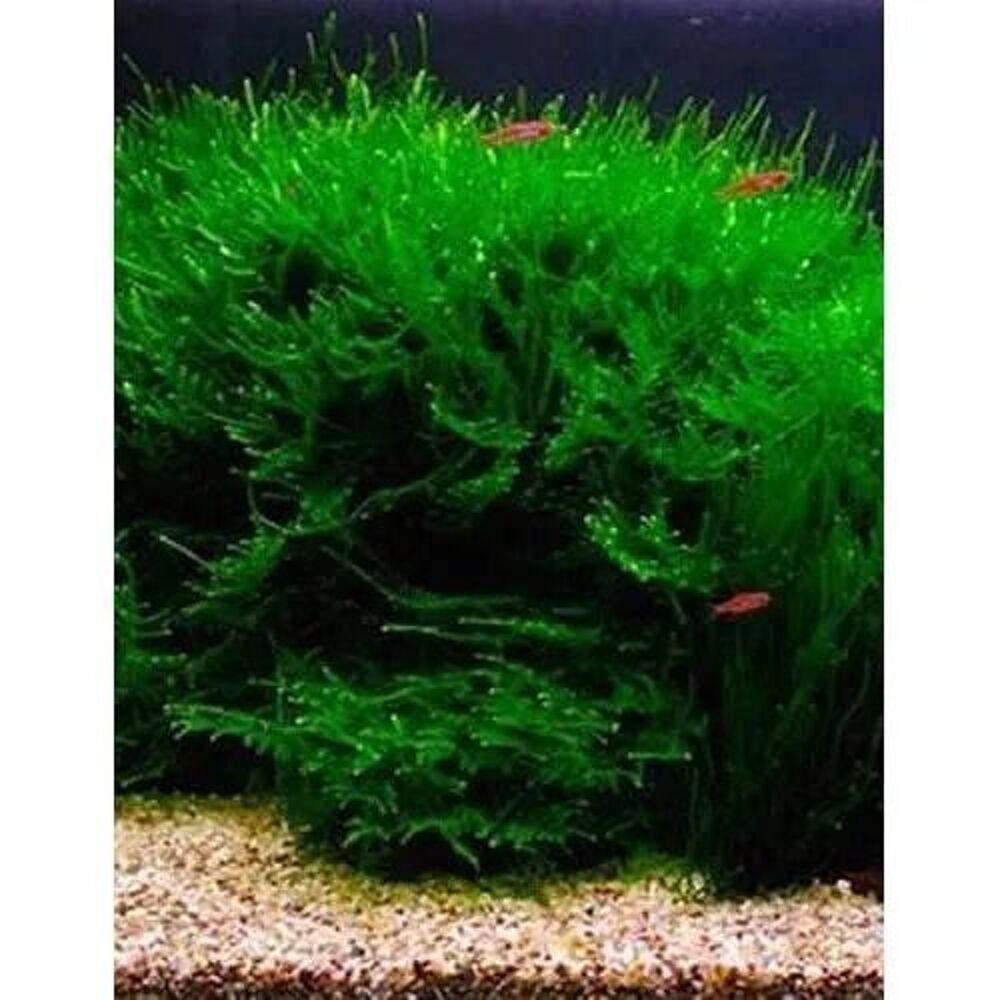   Plante / Mousse de Java pour aquarium 