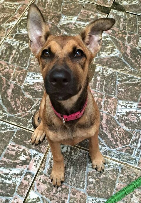 Aïna, femelle, croisée berger, née le 15/02/2025  &#128054; 300 92000 Nanterre