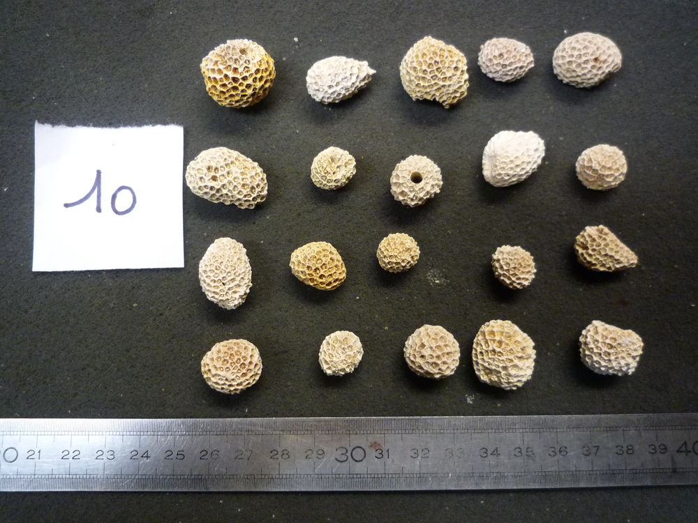 CORAUX FOSSILES STYLOCAENIA EMARCIATA LOT N&deg;10 X 20 