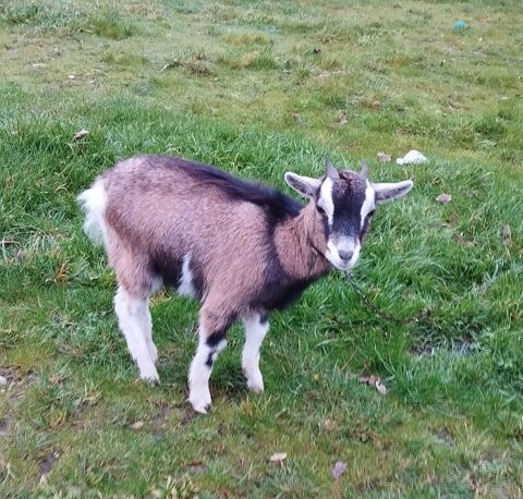 Ch&egrave;vre  80 56140 Tr�al