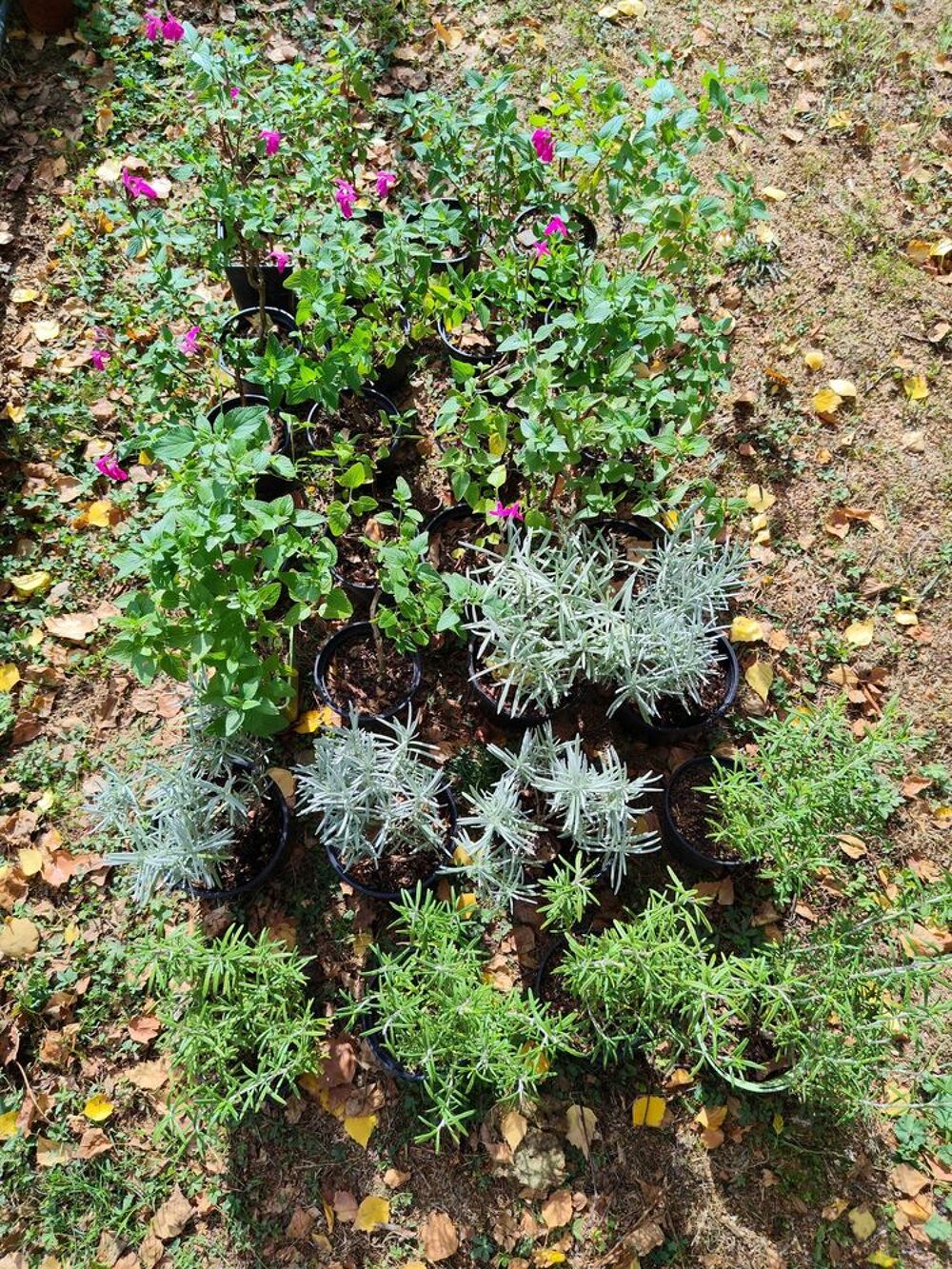 plantes aromatiques Jardin