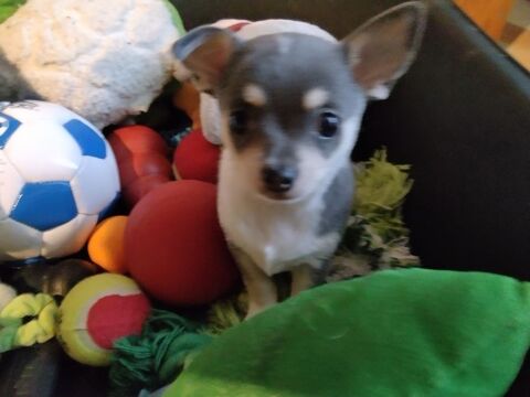 Chihuahua magnifique  en adoption 0 34000 Montpellier