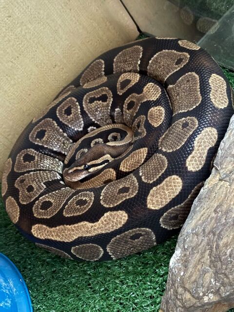 Serpent python Regius 100 92000 Nanterre