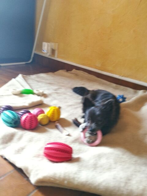Chiot femelle pomchi 1885 61160 Nécy